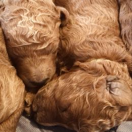 Poodle Puppies from Prissy Pants Poodles LLC