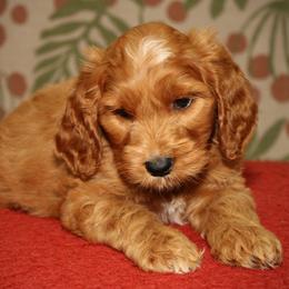 Willow - Red female Australian Labradoodle puppy in Stanwood, Washington from Victoria Creek Australian Labradoodles