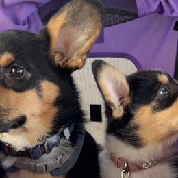 Pembroke Welsh Corgis from Southside Pembroke Welsh Corgis