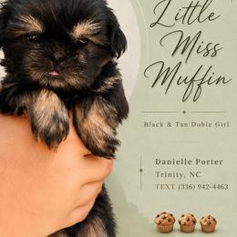 Muffin - Black and tan female Shih Tzu puppy in Trinity, North Carolina from Trinity Shih Tzu