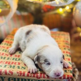 Latch x Lassie - Girl 2 - Red merle - Red merle female Border Collie puppy in Minden, Iowa from Rocking N Registered Border Collies & Labradors