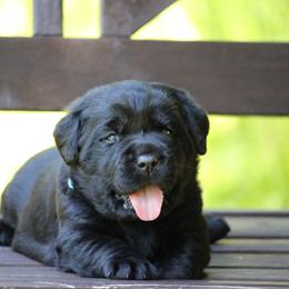 Labrador Retriever Puppies from Pure Joy Labradors
