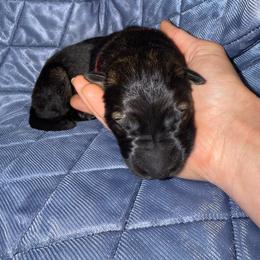 Stevie - Sable female German Shepherd puppy in Pennock, Minnesota from Shakopee Creek German Shepherds