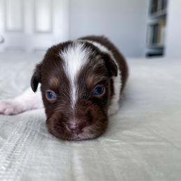 Kristoff - Red merle male Miniature Australian Shepherd puppy in Pollok, Texas from Pineywoods Pups
