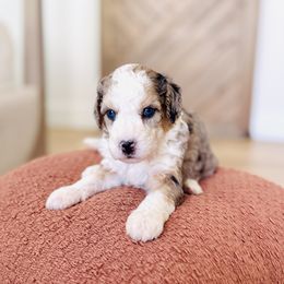 Honey Blue Eyes - Merle female Bernedoodle puppy in Dunnellon, Florida from Sweet Honey Doodles