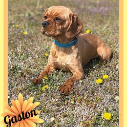 Gaston - Cavalier King Charles Spaniel