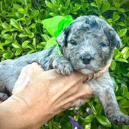 Rowlf- green boy - Blue merle male Aussiedoodle puppy in Midlothian, Texas from Gray Doodles