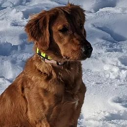 Chesapeake Bay Retrievers and Golden Retrievers from Lakes 'N Fields Retrievers