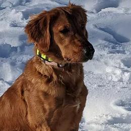 Chesapeake Bay Retrievers and Golden Retrievers from Lakes 'N Fields Retrievers