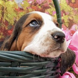 Basset Hounds from Back Bay Bassets Hounds