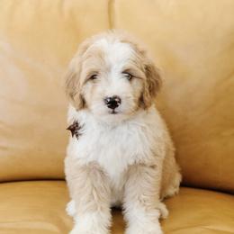 'Waldo' Black Collar Male Medium Bernedoodle - Yellow and white male Bernedoodle puppy in Kamas, Utah from A + E Farms