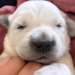Girl 6 - Light golden female Golden Retriever puppy in Manti, Utah from Arrowhead Kennels