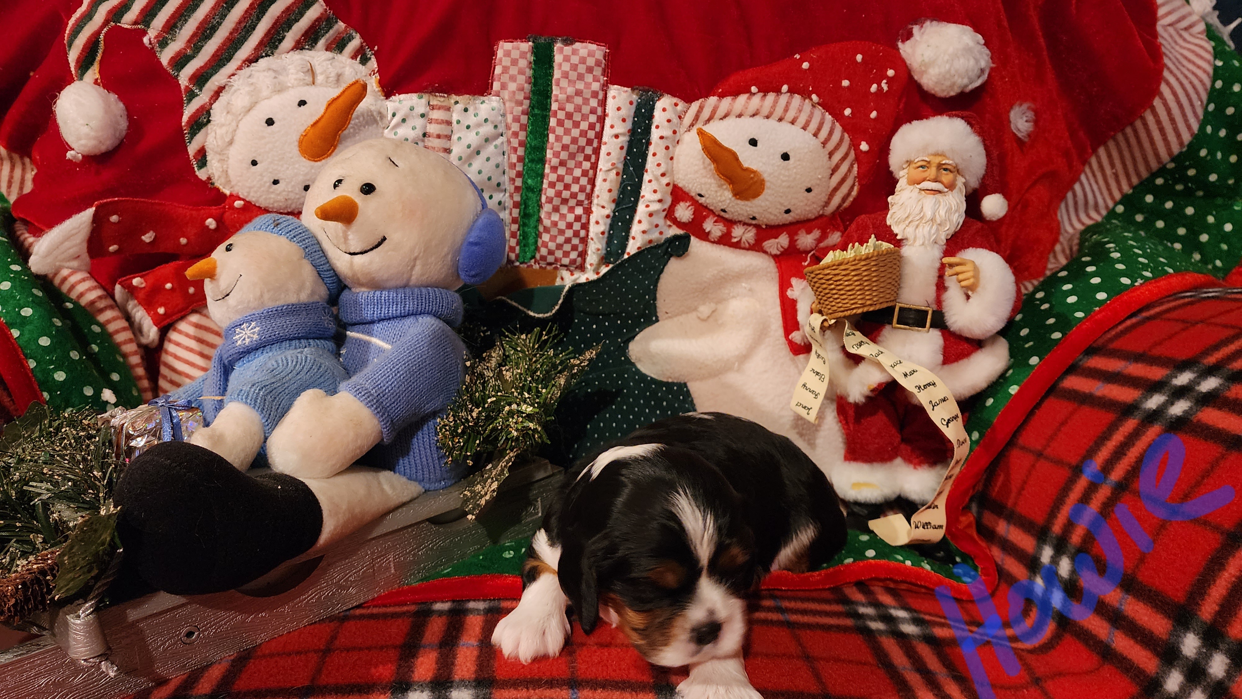 Howard - Tri-color Cavalier King Charles Spaniel puppy in Horseheads, New York from Cory's Cavaliers