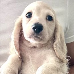 Dachshund puppies from Northwest Dachshunds