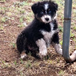 Australian Shepherd Puppies from Once Upon a Time Aussies