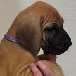 Great Dane Puppies from Mo'Danes