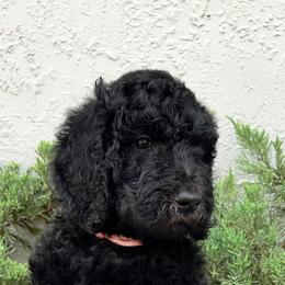 Poodle Puppies from GYCAM STANDARD POODLE