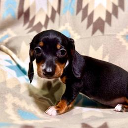 Popcorn - Piebald male Dachshund puppy in Magnolia, Texas from Hillyard Ranch