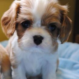Cavalier King Charles Spaniel Puppies from Linda Whitmire's Cavalier King Charles Spaniels