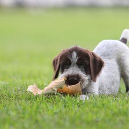 German Wirehaired Pointer Puppies from Afterhours German Wirehaired Pointers