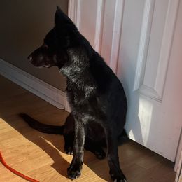 Akiela stalk - Black female German Shepherd puppy in Lake Charlse, Louisiana from Dettaalpha Kennels