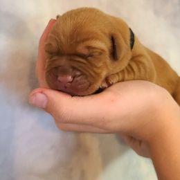 Labrador Retriever Puppies from Field and Family Labradors