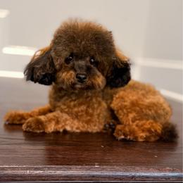 Teton - Poodle