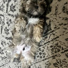 Boy 1 - Tricolor male Shih Tzu puppy in Benbrook, Texas from Michael’s Shih Tzus