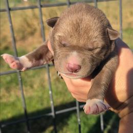 Liam - Red and white male Siberian Husky puppy in Bingham, Illinois from Siberian Instincts Kennel