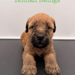 Roman Reigns - Wheaten male Soft Coated Wheaten Terrier puppy in Grand Prairie, Texas from Wonderful Wheatens