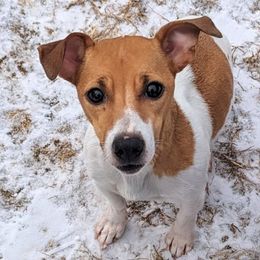 Winnie - Jack Russell Terrier