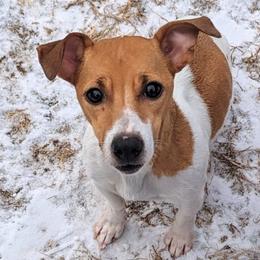 Winnie - Jack Russell Terrier