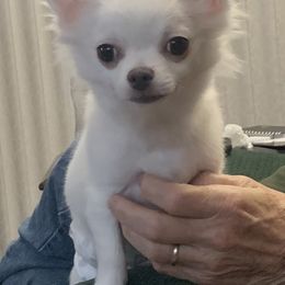 Chihuahuas from Trish Stancil