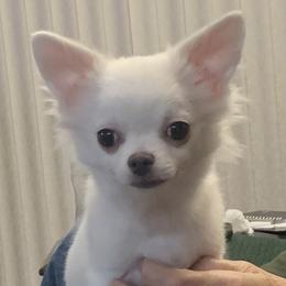 Chihuahuas from Trish Stancil