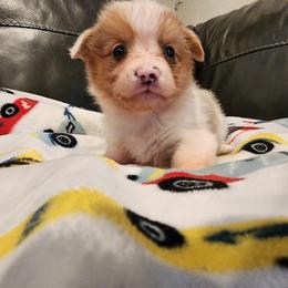 American Corgi and Pembroke Welsh Corgi Puppies from San Diego Corgis