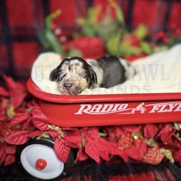 Cupid - Dapple female Dachshund puppy in Colbert, Georgia from Southern Drawl Dachshunds