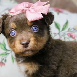 Miniature Australian Shepherds and Toy Australian Shepherds from True Spirited Aussies