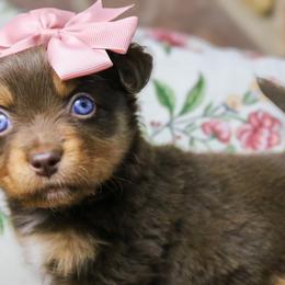 Miniature Australian Shepherds and Toy Australian Shepherds from True Spirited Aussies