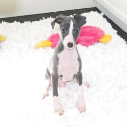 Yasmine Male 2 - Blue male Italian Greyhound puppy in Sparta, Tennessee from Summerwind Kennel