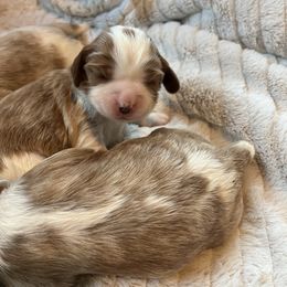 Cavalier King Charles Spaniel Puppies from Colorado Cavaliers