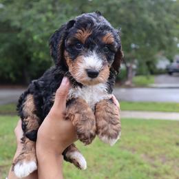 Aspen (Orange Collar) - Tri-color female Bernedoodle puppy in Palmetto Bay, Florida from SOMIDOODLES