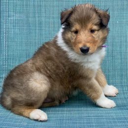 Tamatoa - Sable and white male Collie puppy in St Augustine, Florida from Saltwater Collies LLC