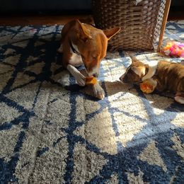 Basenji Puppies from Royal Basenji