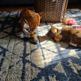 Basenji Puppies from Royal Basenji