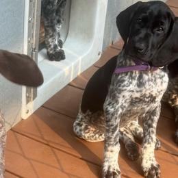Purple collar female - Black female German Shorthaired Pointer puppy in Rincon, Georgia from South Creek Kennels / SCK Gun Dogs