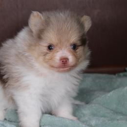 AKC Cane - Chocolate merle male Pomeranian puppy in Albany, Indiana from Hatz Off Puppies