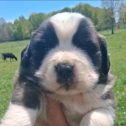 Rufus - Brown and white male Saint Bernard puppy in Kinsman, Ohio from Coleman Saint Bernards of Ohio