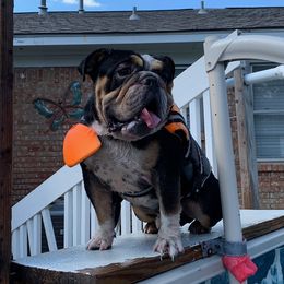 Rubble - English Bulldog