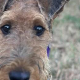 Harper - Airedale Terrier