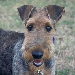 Harper - Airedale Terrier